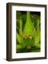 katydid portrait, mexico-claudio contreras-Framed Photographic Print