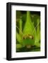 katydid portrait, mexico-claudio contreras-Framed Photographic Print