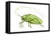 Katydid (Pterophylla Camellifolia), Insects-Encyclopaedia Britannica-Framed Stretched Canvas