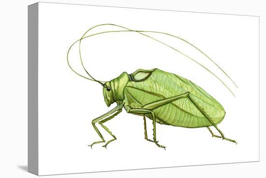 Katydid (Pterophylla Camellifolia), Insects-Encyclopaedia Britannica-Stretched Canvas