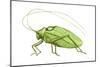 Katydid (Pterophylla Camellifolia), Insects-Encyclopaedia Britannica-Mounted Poster