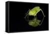 Katydid (Tettigoniidae), captive, Costa Rica, Central America-Janette Hill-Framed Stretched Canvas