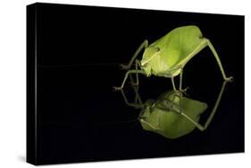 Katydid (Tettigoniidae), captive, Costa Rica, Central America-Janette Hill-Stretched Canvas