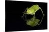 Katydid (Tettigoniidae), captive, Costa Rica, Central America-Janette Hill-Stretched Canvas