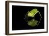 Katydid (Tettigoniidae), captive, Costa Rica, Central America-Janette Hill-Framed Photographic Print