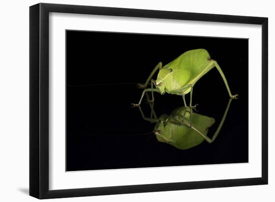 Katydid (Tettigoniidae), captive, Costa Rica, Central America-Janette Hill-Framed Photographic Print