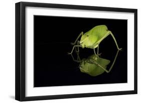 Katydid (Tettigoniidae), captive, Costa Rica, Central America-Janette Hill-Framed Photographic Print