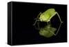 Katydid (Tettigoniidae), captive, Costa Rica, Central America-Janette Hill-Framed Stretched Canvas