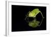 Katydid (Tettigoniidae), captive, Costa Rica, Central America-Janette Hill-Framed Photographic Print