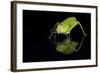 Katydid (Tettigoniidae), captive, Costa Rica, Central America-Janette Hill-Framed Photographic Print