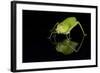 Katydid (Tettigoniidae), captive, Costa Rica, Central America-Janette Hill-Framed Photographic Print