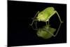 Katydid (Tettigoniidae), captive, Costa Rica, Central America-Janette Hill-Mounted Photographic Print