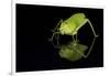 Katydid (Tettigoniidae), captive, Costa Rica, Central America-Janette Hill-Framed Photographic Print