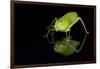 Katydid (Tettigoniidae), captive, Costa Rica, Central America-Janette Hill-Framed Photographic Print