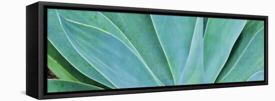 Kauai, Hawaii. Panorama of agave-Darrell Gulin-Framed Stretched Canvas