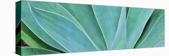 Kauai, Hawaii. Panorama of agave-Darrell Gulin-Stretched Canvas