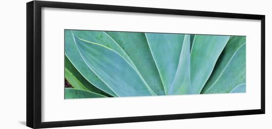 Kauai, Hawaii. Panorama of agave-Darrell Gulin-Framed Photographic Print