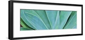 Kauai, Hawaii. Panorama of agave-Darrell Gulin-Framed Photographic Print