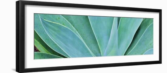 Kauai, Hawaii. Panorama of agave-Darrell Gulin-Framed Photographic Print