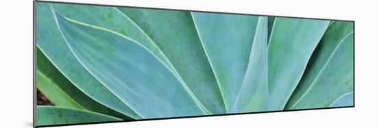 Kauai, Hawaii. Panorama of agave-Darrell Gulin-Mounted Photographic Print