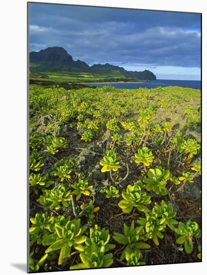 Kauai in Hawaii-Guido Cozzi-Mounted Photographic Print