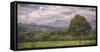 Kauai Tree Landscape (Wide)-Vincent James-Framed Stretched Canvas