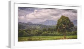 Kauai Tree Landscape (Wide)-Vincent James-Framed Photographic Print