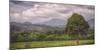 Kauai Tree Landscape (Wide)-Vincent James-Mounted Photographic Print