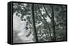 Kauai Tree Pattern-Vincent James-Framed Stretched Canvas