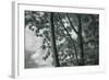 Kauai Tree Pattern-Vincent James-Framed Photographic Print