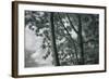 Kauai Tree Pattern-Vincent James-Framed Photographic Print