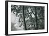 Kauai Tree Pattern-Vincent James-Framed Photographic Print