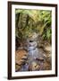 Kauri Lookout Trail Within Waiau Falls Scenic Reserve on Coromandel Peninsula, New Zealand-Paul Dymond-Framed Photographic Print