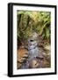 Kauri Lookout Trail Within Waiau Falls Scenic Reserve on Coromandel Peninsula, New Zealand-Paul Dymond-Framed Photographic Print