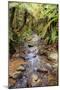 Kauri Lookout Trail Within Waiau Falls Scenic Reserve on Coromandel Peninsula, New Zealand-Paul Dymond-Mounted Photographic Print