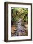 Kauri Lookout Trail Within Waiau Falls Scenic Reserve on Coromandel Peninsula, New Zealand-Paul Dymond-Framed Photographic Print