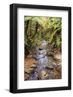 Kauri Lookout Trail Within Waiau Falls Scenic Reserve on Coromandel Peninsula, New Zealand-Paul Dymond-Framed Photographic Print