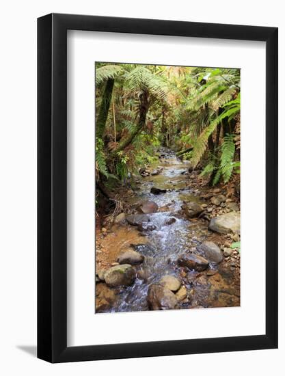 Kauri Lookout Trail Within Waiau Falls Scenic Reserve on Coromandel Peninsula, New Zealand-Paul Dymond-Framed Photographic Print