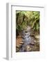 Kauri Lookout Trail Within Waiau Falls Scenic Reserve on Coromandel Peninsula, New Zealand-Paul Dymond-Framed Photographic Print