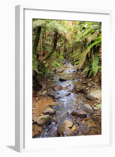 Kauri Lookout Trail Within Waiau Falls Scenic Reserve on Coromandel Peninsula, New Zealand-Paul Dymond-Framed Photographic Print