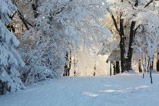 Christmas Morning. Snowy Winter Forest and Knurled Wide Trails.-kavram-Photographic Print