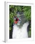 Kayak in Tutea's Falls, Okere River, New Zealand-David Wall-Framed Photographic Print