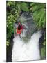 Kayak in Tutea's Falls, Okere River, New Zealand-David Wall-Mounted Photographic Print