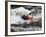 Kayaker Plays in a Hole in Tariffville Gorge, Farmington River in Tariffville, Connecticut, USA-Jerry & Marcy Monkman-Framed Photographic Print