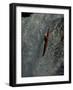 Kayaking, Mexico-Nicolas Brown-Framed Photographic Print