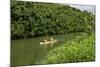 Kayaking on the Wailua River, Kauai, Hawaii, United States of America, Pacific-Michael DeFreitas-Mounted Photographic Print