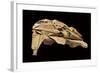 Kazon Fighter Model, Used in the First Season of 'Star Trek: Voyager', C.1995-null-Framed Giclee Print