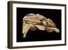 Kazon Fighter Model, Used in the First Season of 'Star Trek: Voyager', C.1995-null-Framed Premium Giclee Print