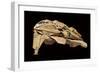 Kazon Fighter Model, Used in the First Season of 'Star Trek: Voyager', C.1995-null-Framed Premium Giclee Print