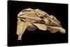 Kazon Fighter Model, Used in the First Season of 'Star Trek: Voyager', C.1995-null-Stretched Canvas